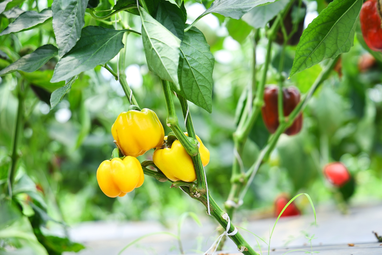 20250616 101135 20250616 101135