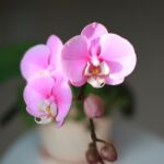 pexels ameliacui 10870825