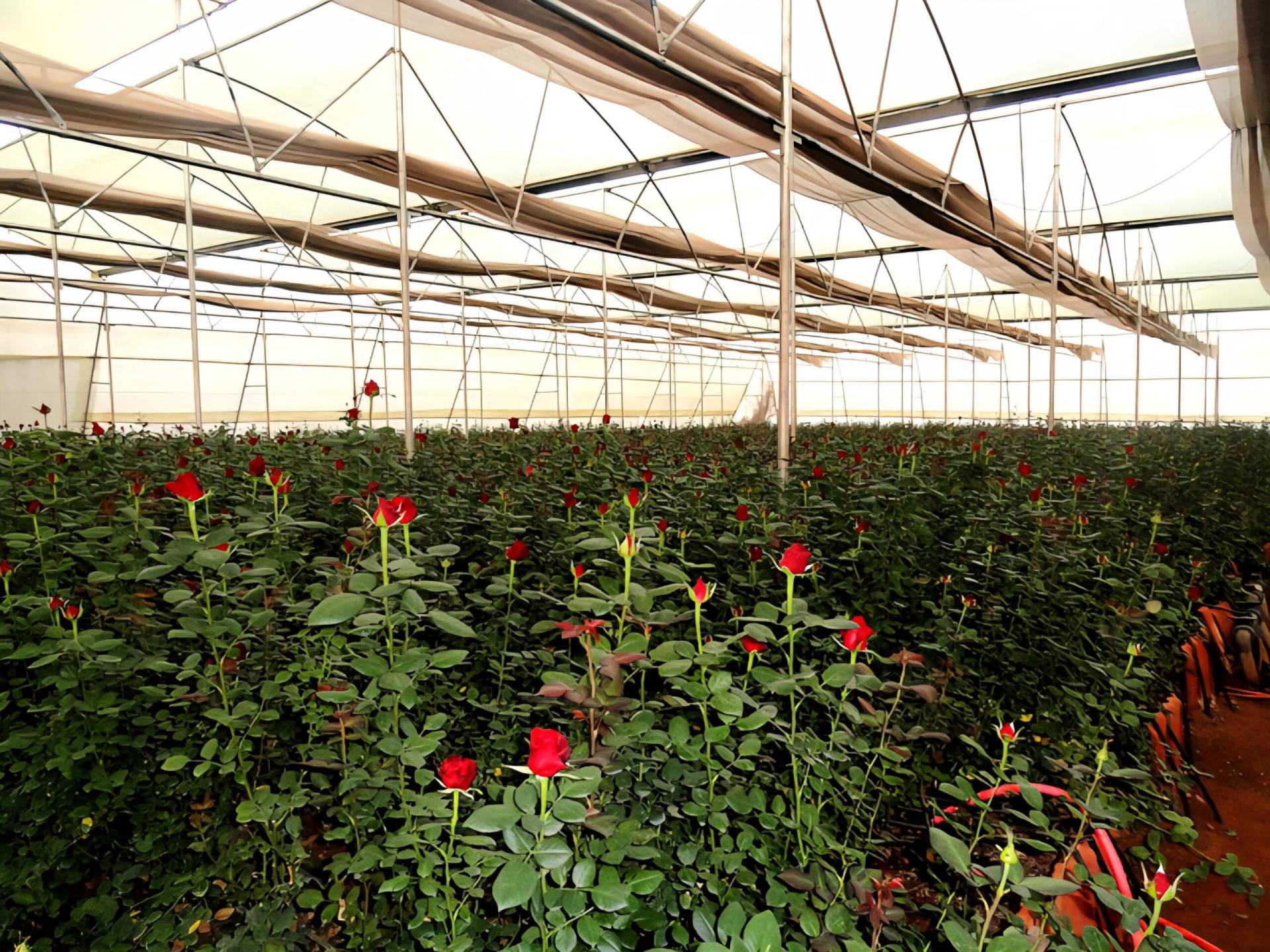 whatsapp image 2025 07 26 at 19.12.46