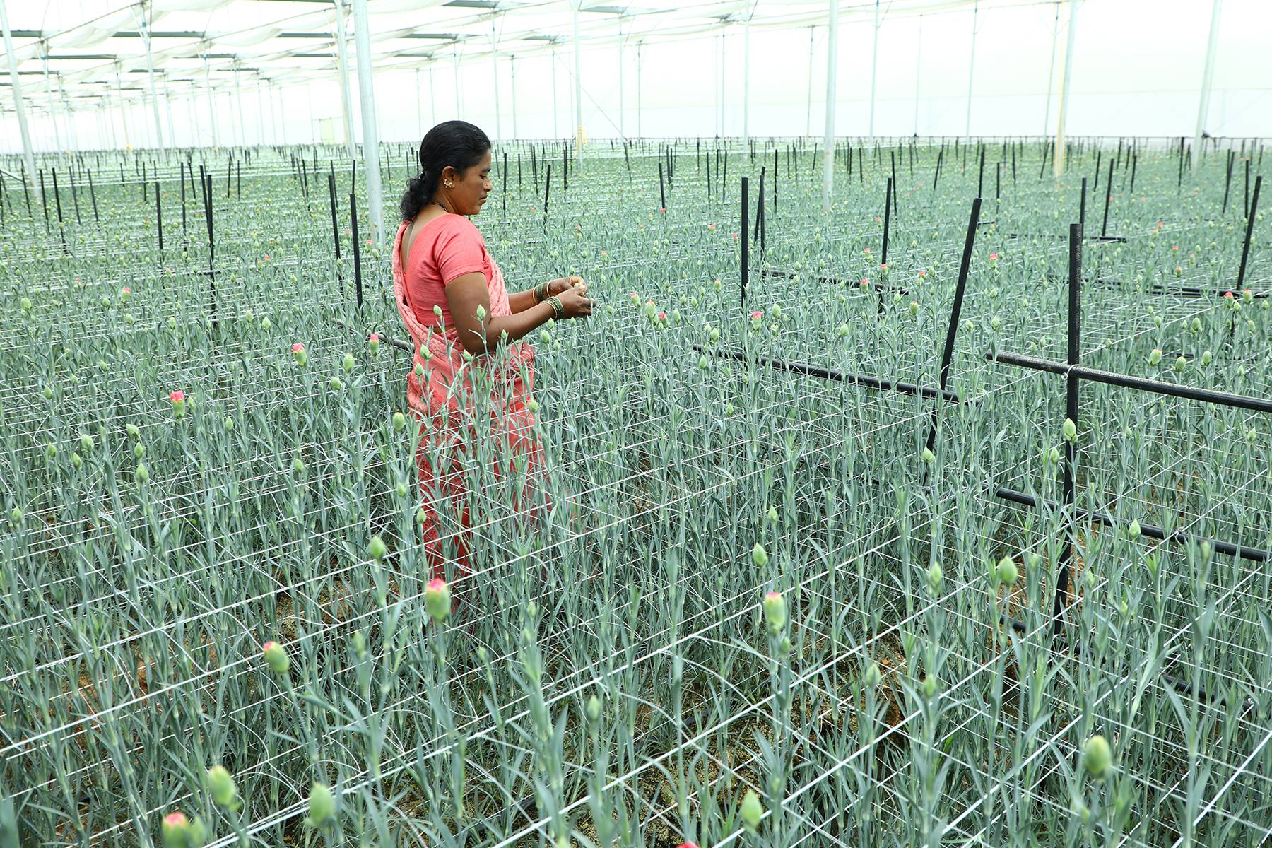 laksmi devi tn (anthurium) (1)